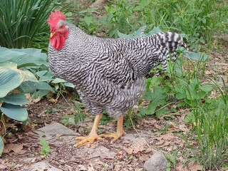 free range chicken