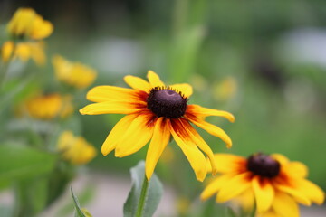花の写真