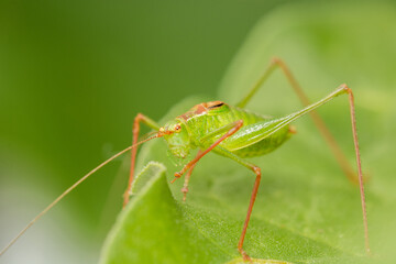 A Katydid in the Family ‎Tettigoniidae on a leaf. These have their ears on the knees of the front legs and are beautiful and delicate insects.