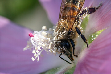 Bienen, Hummeln, Bremsen, Wespen, Fliegen, Schmetterlinge, Schwebfliegen beim fressen und...
