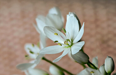 A macro image of wild garlic flowers in Kent, UK.