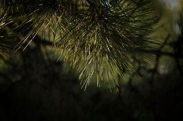 Dark green pine tree brach close up on dark background. Macro of fir needles in autumn forest
