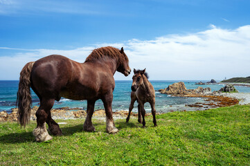 【青森県下北半島尻屋崎】津軽海峡と寒立馬親子のいる風景