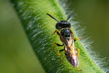 Bienen, Hummeln, Bremsen, Wespen, Fliegen, Schmetterlinge, Schwebfliegen beim fressen und bestäuben von Nutzpflanzen und anderen Blumen