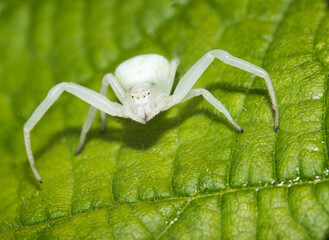 A macro image of a Goldenrod crab spider, Misumena vatia which is an excellent hunter sometimes...