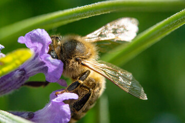 Bienen, Hummeln, Bremsen, Wespen, Fliegen, Schmetterlinge, Schwebfliegen beim fressen und bestäuben von Nutzpflanzen und anderen Blumen