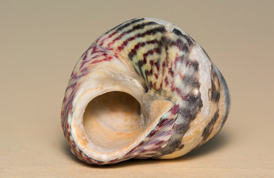 A Painted  topshell, (gibbula umbilcalis) found on a sandy beach in Margate, UK.