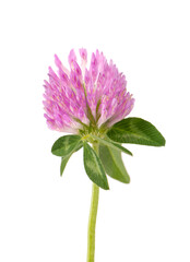Clover flower on a stem with green leaves, isolated on white background.