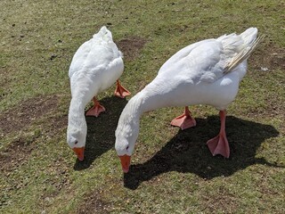 動物園でえさをついばむ2羽のあひる