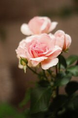 pink rose 