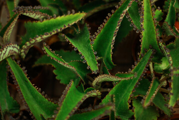 aloe vera plant