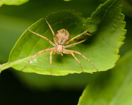 A macro image of a Philodromus sp. Running Crab Spider on a leaf.