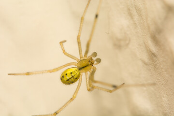 A male Comb-footed Spider - Enoplognatha lineata on house wall.
