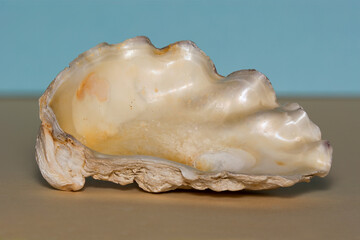Inside of Oyster shell showing the layer of shiny macre.