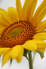 Sunflower closeup, side view. Blooming time in summer season. Selective focus.