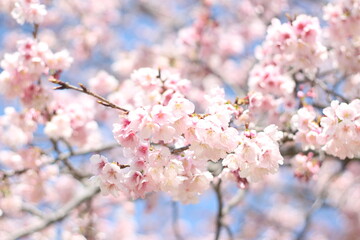 Beautiful and cute pink cherry blossoms (sakura) wallpaper background, soft focus