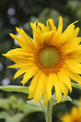 Sunflower closeup. Blooming time in summer season. Selective focus.