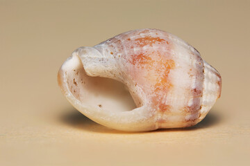 Seashell found on a beach in Margate, UK.