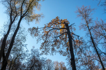 Autumn forest with bare trees and some yellow leaves against clear bright blue sky. Treetops. Seasonal image for background.