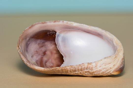 Slipper Shell, Crepidula fornicata found on a beach in Margate, UK.