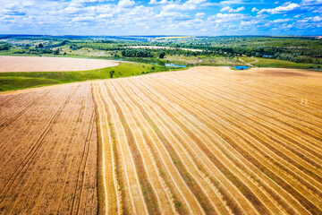 Scenic aerial view of yellow wheat field, half of ripe corn and half of cutted by harvester combine during summer harvest, picturesqeu blue lake on horizon.