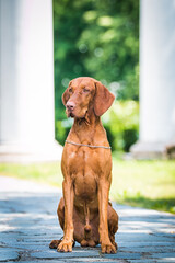 vizla boy posing outside. Vizla dog portrait in green background. Forest around.