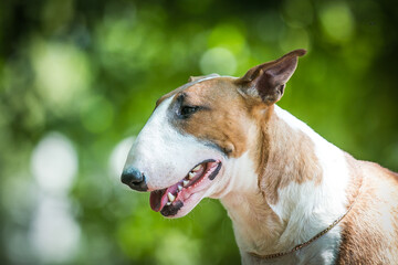 Naklejka na ściany i meble Bull terrier show dog posing. Dog portrait outside. 