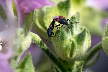 Bienen, Hummeln, Bremsen, Wespen, Fliegen, Schmetterlinge, Schwebfliegen beim fressen und bestäuben von Nutzpflanzen und anderen Blumen
