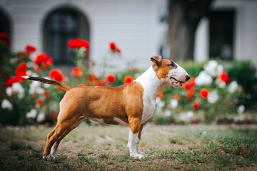 Bull terrier show dog posing. Dog portrait outside.	