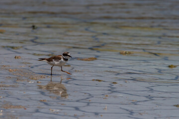 Chorlo Semipalmado - Charadrius Semipalmatus