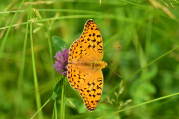 Mother-of-pearl is a yellowish-orange butterfly with dark dots and stripes on its wings. Close up. Macro.