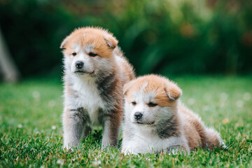 Akita inu cute puppy outside in green background. 