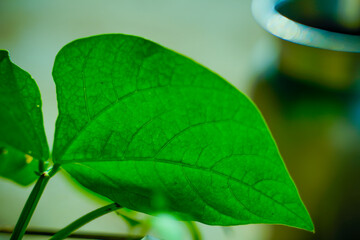 Green leaves pattern background, Natural background and wallpaper