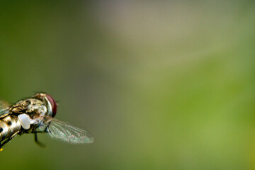Bienen, Hummeln, Bremsen, Wespen, Fliegen, Schmetterlinge, Schwebfliegen beim fressen und bestäuben von Nutzpflanzen und anderen Blumen