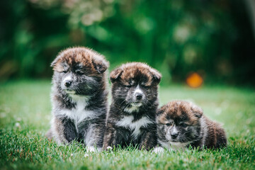 Akita inu cute puppy outside in green background. 