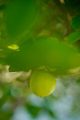 Green Lemons tree in the garden with daylight.