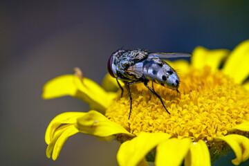 Bienen, Hummeln, Bremsen, Wespen, Fliegen, Schmetterlinge, Schwebfliegen beim fressen und bestäuben von Nutzpflanzen und anderen Blumen