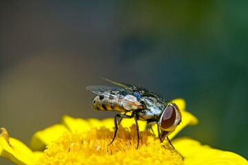 Bienen, Hummeln, Bremsen, Wespen, Fliegen, Schmetterlinge, Schwebfliegen beim fressen und bestäuben von Nutzpflanzen und anderen Blumen