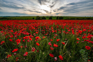 Poppy Fields