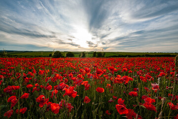 Poppy Fields