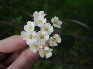 apple tree blossom