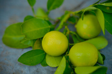 Green Lemons tree in the garden with daylight.