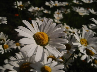 white dandelion in a garden