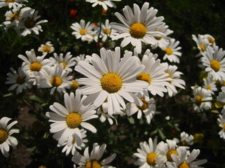 white dandelion in a garden