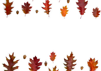 Frame of autumnal oak leaves and acorns on white background with space for text. Top view, flat lay