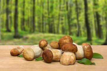 Raw fresh mushrooms Boletus edulis on wooden table on a background green forest