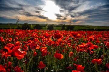 Fototapeta premium Pola maku