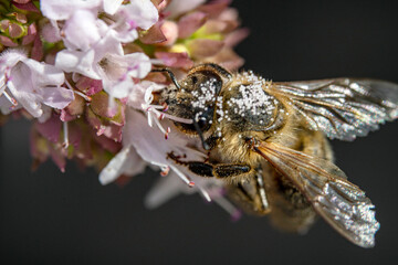 Bienen, Hummeln, Bremsen, Wespen, Fliegen, Schmetterlinge, Schwebfliegen beim fressen und bestäuben von Nutzpflanzen und anderen Blumen