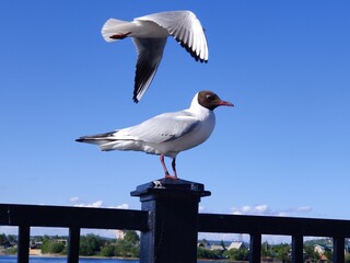 seagull on the pier