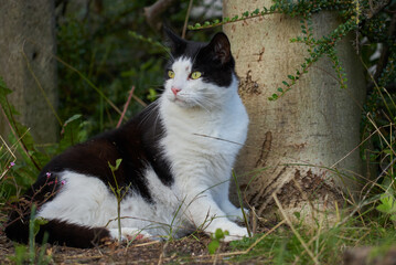 cute black and white domestic cat sits next to a trunk of a tree in the garden - a bullet of an air gun can be seen stuck in his forehad next to his left eye, it looks like he has a piercing